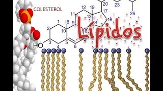 Lipidos Bioquímica [upl. by Agemo]