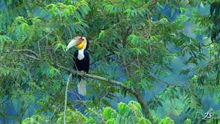 Wreathed Hornbill Male นกเงือกกรามช้าง เพศผู้ [upl. by Ramsdell44]