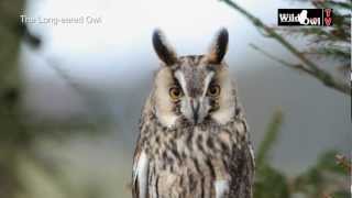 An Introduction to the Longeared Owl Asio otus by Wild Owl [upl. by Martinson627]