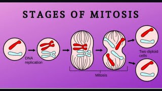 Cell Division  Mitosis Class 10  Karyokinesis and Cytokinesis  Sir Tarun Rupani [upl. by Attennot]