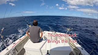 Live Bait Marlin Fishing on Aolani 9152024 Waianae Hawaii [upl. by Aihtennek295]