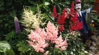 Astilbe Division Red Pink White Border Help and care Maintenance [upl. by Pail100]