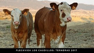 Terneras Simmental Fleckvieh [upl. by Verlie]