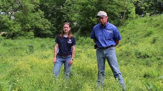 Buttercup control in pasture fields [upl. by Rugen]