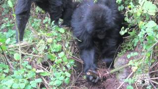 Gorillas Fight Back Against Loathsome Poachers [upl. by Yreved]