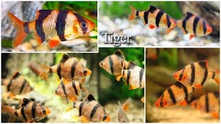 Tiger Barb vs Rosy barb Fight [upl. by Damek953]