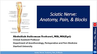 Sciatic nerve Anatomy Pain and Block [upl. by Salkin]