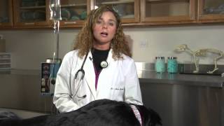 How to Treat Bloating amp Farting in a Dog  Dogs Health [upl. by Slavin]