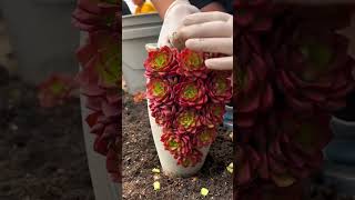 즙이 많은 DIY 아이디어 succulents suculentas 다육이들 多肉植物 [upl. by Narmi]