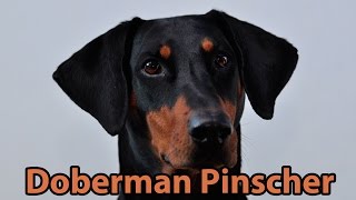 The Right Companion Doberman Pinscher [upl. by Tiram]