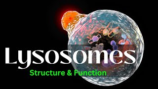 Lysosomes Structure and Function biology Cell Biology [upl. by Ettena213]