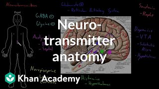 Neurotransmitter anatomy  Organ Systems  MCAT  Khan Academy [upl. by Yehsa]