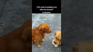 Los perros se toman muy en serio las bromas 😂🐶 [upl. by Dorrej]