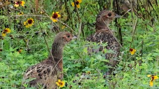 먹이 활동에 나선 꿩 가족 Family of Ringnecked Pheasants Foraging for Food  Phasianus torquatus [upl. by Arturo]