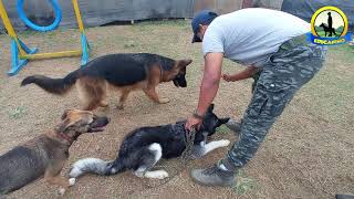 EMPEZAR A ENTRENAR DE CERO A UN CACHORRO  SIBERIAN HUSKY [upl. by Misaq]