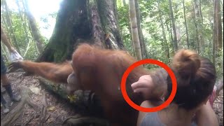 El orangután agarra a la mujer por el brazo Un rato después todos respiran de alivio [upl. by Euqinobe]