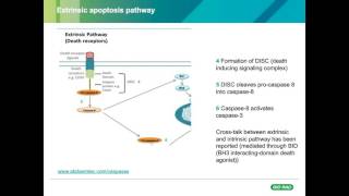 A Question of Life or Death  Differentiating Healthy and Apoptotic CellsAL [upl. by Acirretal]