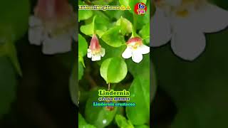 LINDERNIA Foyuu nature flora plants flowers shorts shortvideo short shortsvideo cute fu [upl. by Petey]