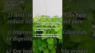 My giloy plant giloy giloykefayde giloyjuice planttips healthtipsvideo giloybenefits [upl. by Ignatia110]