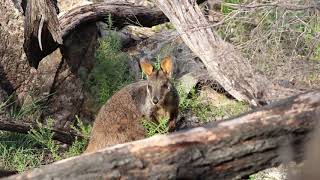 Guided walk through rocky outcrops subtropical southeast Queensland Crows Nest National Park [upl. by Joyan108]