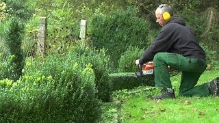 Buxus Buchsbaum Boxwood schneiden im Herbst [upl. by Meill824]