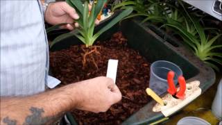 Re potting a Paphiopedilum orchid and introduction to Paphiopedilum roots [upl. by Anilek817]