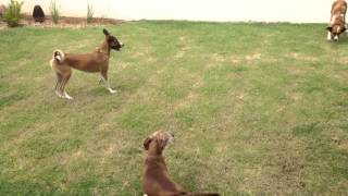 Cachorros brincando no jardim  Big  Laika  Neymar [upl. by Melliw]