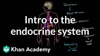 Intro to the endocrine system  Health amp Medicine  Khan Academy [upl. by Ahsener620]