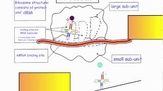 Translation  Ribosome Structure IB Biology [upl. by Kelcie]