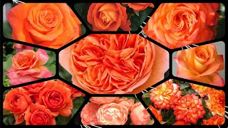 189  20 Beautiful Orange Rose Varieties  Hybrid Tea  Floribunda Fragrant  Polyantha  Miniature [upl. by Fording]