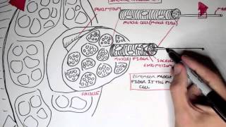 Myology  Skeletal Muscle Structure [upl. by Hooge]