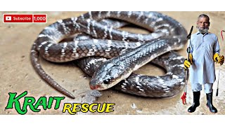 Indian common Krait snake in the world  Indian venomous snake MurliwaleHausla [upl. by Akahs]