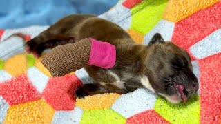 Newborn Puppy Without a Front Paw was About to Be Euthanized [upl. by Cointon898]