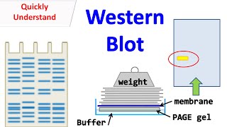 Western blot [upl. by Sadirah]