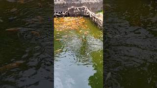 🐠🐟Pescaditos de colores fish animals nature vlog elsalvador reptiles forests travel [upl. by Halley465]