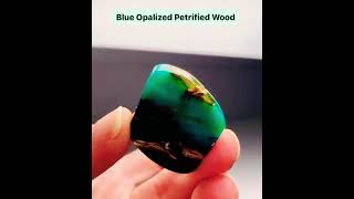 Did you know Opalized petrified wood can exhibit vibrant quotfirequot color flashes opalizedwood rock [upl. by Asenab]