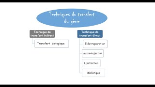 Transgénèse par agrobacterium tumefaciens [upl. by Shaum109]