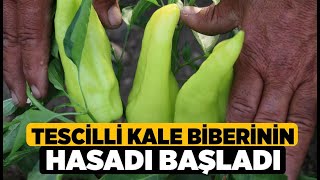 Tescilli Kale Biberinin hasadı başladı  Denizli Haberleri  HABERDENİZLİCOM [upl. by Noek]