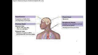 Chapter 18 Endocrine System [upl. by Culbertson295]