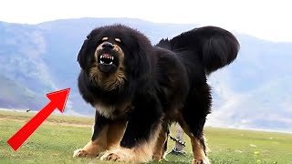 Is Tibetan Mastiff Worth It Own A Mastiff [upl. by Aitnyc]