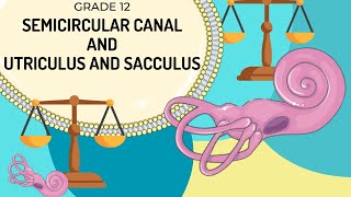 VESTIBULAR APPARATUS  Function of the semicircular canals and the utriculus and saccules [upl. by Esirtal143]