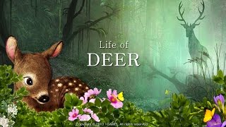 Life Of Deer game Playing Video [upl. by Ilarrold]