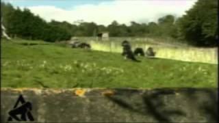 Gorilla Walks Ambam on Hind Legs 1282011 [upl. by Rap]