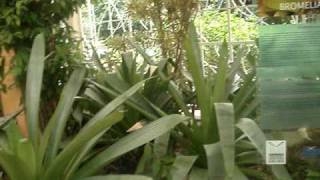 Bromeliário Burle Marx [upl. by Arayt116]