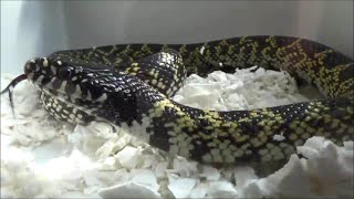 Lampropeltis getula splendida Baird amp Girard 1853 HD  Kingsnake  ExpoZoo  102014 [upl. by Ueik490]