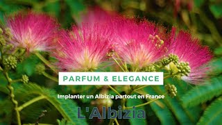 Albizia un arbre élégant parfumé à planter au bord de la piscine albizzia vegetosphere [upl. by Annoj]