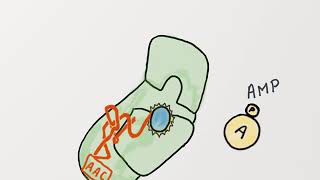 LS1a LowDown movies AminoacyltRNA synthetase selectivity and proofreading [upl. by Nytsuj898]