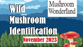 Wild Mushroom Identification Walk Early November 2023 [upl. by Mellisa]