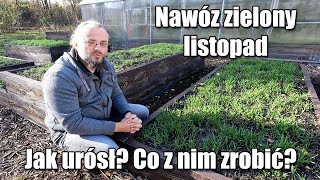 Zielony nawóz w listopadzie Ściąć przekopać czy zostawić [upl. by Aicilav]