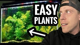 My Top 10 Easy Beginner Aquarium Plants [upl. by Larina]